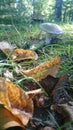 Autumn in forrest mushroom leaves Royalty Free Stock Photo