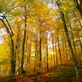 Autumn in the forset - yellow trees Royalty Free Stock Photo