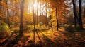 Autumn fot in bright sunlight, landscape background, nature, forests Royalty Free Stock Photo