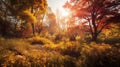 Autumn fot in bright sunlight, scenery background, nature, forests Royalty Free Stock Photo