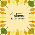 Autumn frame background for advertisement, promotion,banner and poster,botanical seasonal fallen leaves isolated on white