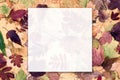 Autumn frame background. Blank white translucent card with colorful leaves. Fall season nature composition mockup Royalty Free Stock Photo