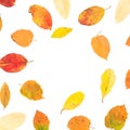 Autumn frame of bright fall tree leaves on white background. Flat lay, top view Royalty Free Stock Photo