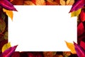 Autumn frame with colorful leaves