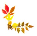 Autumn frame corner / beautiful real leaves
