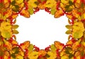 Autumn frame from dry colored leaves and rowan berries Royalty Free Stock Photo