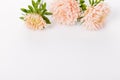 Autumn frame of dusty coral aster flowers, floral composition isolated on white background. Top view with copy space Royalty Free Stock Photo