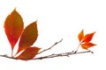 Autumn frame element / beautiful real leaves