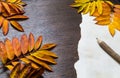 Autumn frame with leaves and old paper