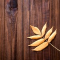 Autumn frame for your idea and text. Royalty Free Stock Photo