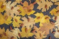 Autumn Frames and fall wall papers. Autumn background of leave Royalty Free Stock Photo
