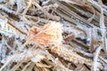 Autumn frost on the dry grass, a dry leaf in the frost Royalty Free Stock Photo