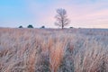 Autumn, Frosted Tall Grass Prairie Royalty Free Stock Photo