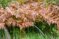 Autumn frosts painted brown ferns on a background of green grass Royalty Free Stock Photo