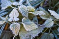 Autumn frosty nature. Hoarfrost on leaves of plants. November weather. Autumn Frost