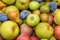 Autumn fruit apples pears and plums Italian production Royalty Free Stock Photo