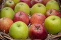 Autumn fruit apples pears and plums Italian production Royalty Free Stock Photo