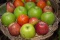 Autumn fruit apples pears and plums Italian production Royalty Free Stock Photo