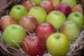 Autumn fruit apples pears and plums Italian production Royalty Free Stock Photo