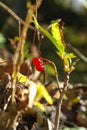 the autumn of red fruit Royalty Free Stock Photo