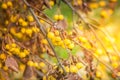 Autumn, Apple Fruit Tree, Naturally Warm, Sunlight