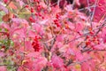 Autumn. Fruit Of The Viburnum. Bright Red Leaves. Medical Berry.