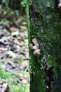 Autumn Fruiting Fungi