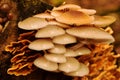 Autumn Fruiting Fungi