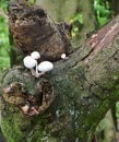 Autumn Fruiting Fungi