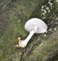 Autumn Fruiting Fungi