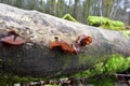 Autumn Fruiting Fungi