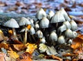 Autumn Fruiting Fungi