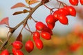 Autumn Fruits Royalty Free Stock Photo