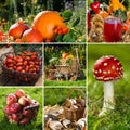 Autumn fruits collage Royalty Free Stock Photo