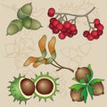 Autumn Fruits (Easy Editable Vector Set)