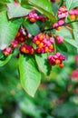 Euonymus alatus Compactus Royalty Free Stock Photo