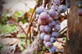 Autumn fruits. Grapes on the branch. Royalty Free Stock Photo