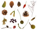 Autumn fruits from various plants