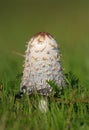 Autumn fungi