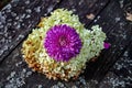 White Hydrangea And Purple Chrysanthemum On It