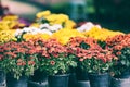 Autumn garden chrysanthemum blossomin in pot - colorful chrysanthemum flowers