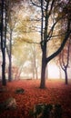 Autumn garden in the city of Porto