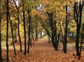 Autumn garden covered with fallen leaves and tree trunks. Trace through a fall park with fallen leaves. Fall landscape. Royalty Free Stock Photo