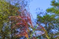 Autumn in the garden. Miscanthus sinensis, the maiden silvergrass, is a species of flowering plant in the grass family Poaceae
