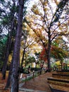 autumn garden in Nami Island Korea