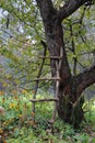 Old apple tree in autumn garden Royalty Free Stock Photo