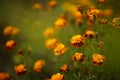 Autumn garden with orange flowers marigold closeup Royalty Free Stock Photo