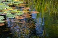 Autumn in the garden pond with water lily leaves and underwater plants, copy space, selected focus, narrow depth of field