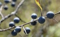 Autumn garden, Prickly plum (Thorn) with ripe dark blue barries on branches.