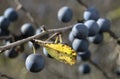 Autumn garden, Prickly plum (Thorn) with ripe dark blue barries on branches.